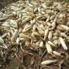 harvested maize on ffs farm
